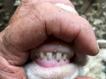 150 16 month old first cross ewes