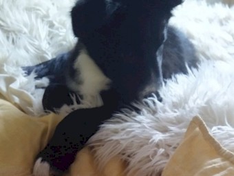 Border Collie 