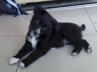 Border Collie 