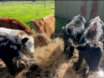 Dexter X  Calves dropped April 2022