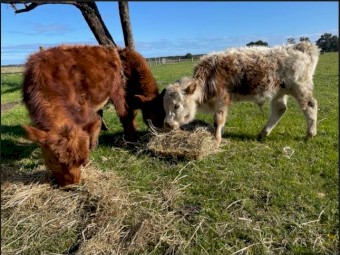 Dexter X  Calves dropped April 2022