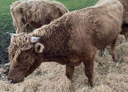 Miniature Dexter x Galloway Bull | Farm Tender