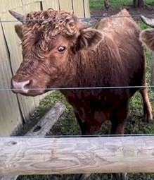 Dexter x Galloway  Bull