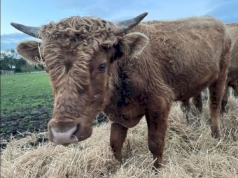 Dexter x Galloway  Bull