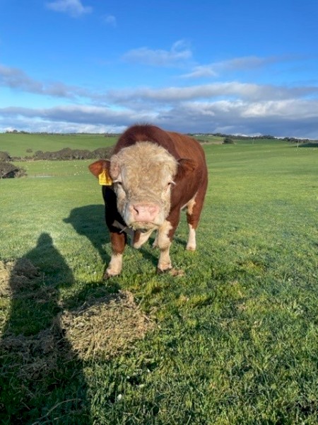 Miniature Poll Hereford Bull. 