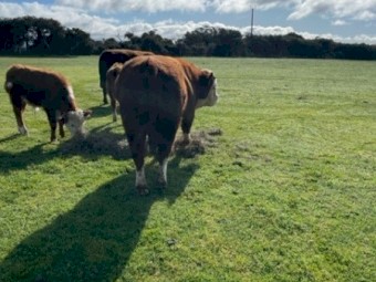 Miniature Poll Hereford Bull. 