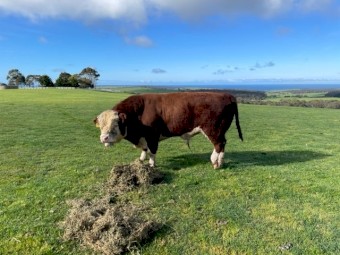 Miniature Poll Hereford Bull. 