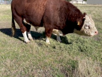 Miniature Poll Hereford Bull. 
