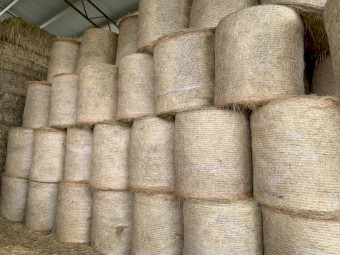 Teff Hay 4x3 Round Bales 