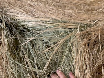 Teff Hay 4x3 Round Bales 