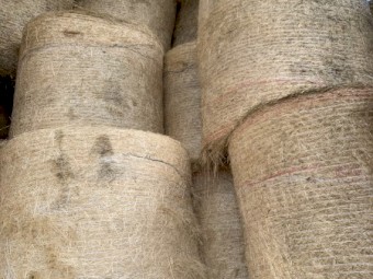 Teff Hay 4x3 Round Bales 