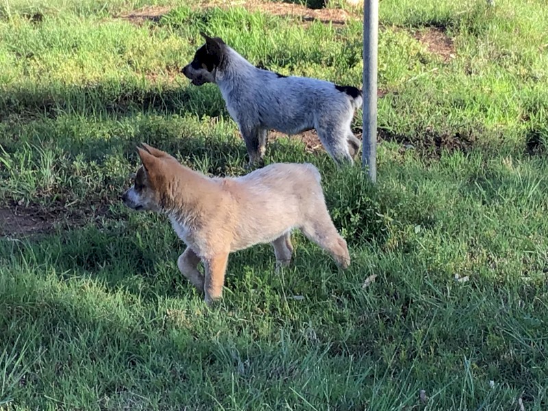 Cuballa Working Dogs cattle dog pups Farm Tender