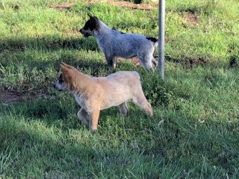 Cuballa Working Dogs - cattle dog pups
