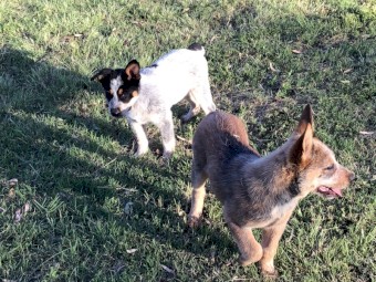 Cuballa Working Dogs - cattle dog pups