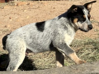Cuballa Working Dogs - cattle dog pups