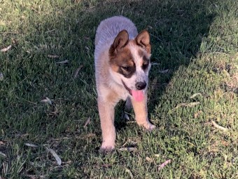 Cuballa Working Dogs - cattle dog pups