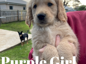 Golden Retriever Puppies 