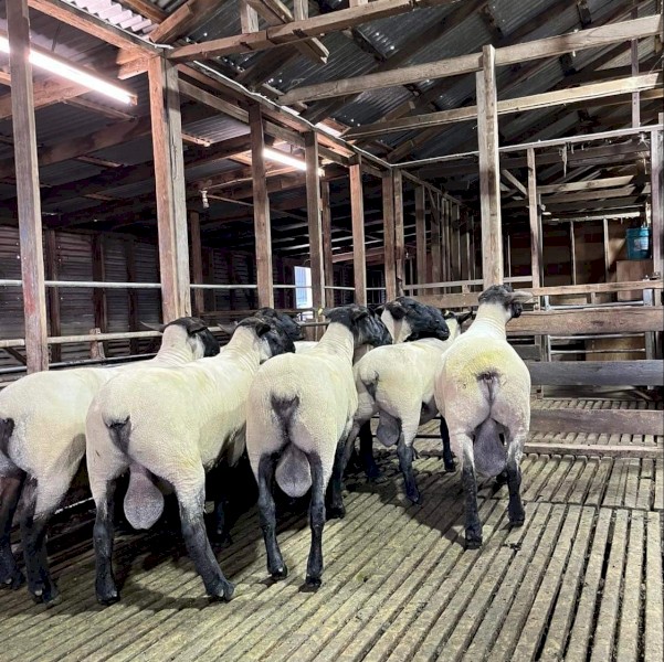 Suffolk Rams 2021 drop 