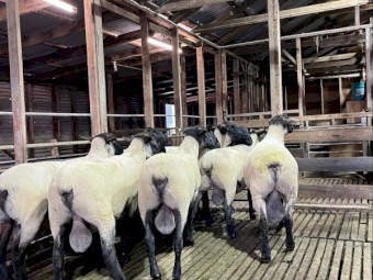 Suffolk Rams 2021 drop 