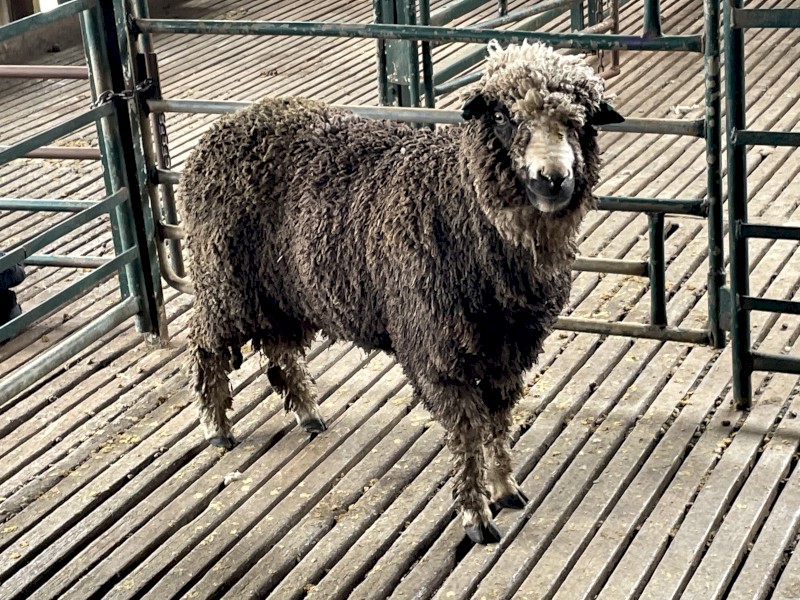 Miniature Merino Ram