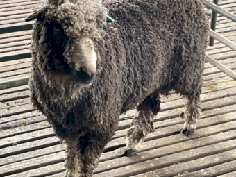 Miniature Merino Ram