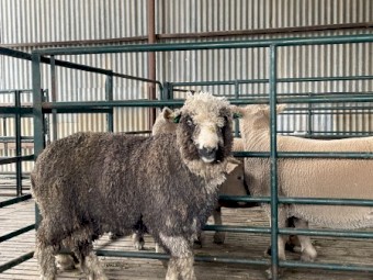 Miniature Merino Ram