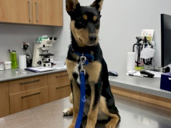 6 Month Old Female Kelpie Pup