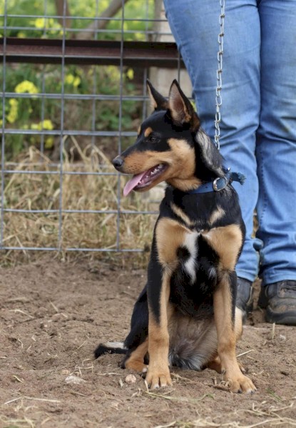 6 Month Old Female Kelpie Pup