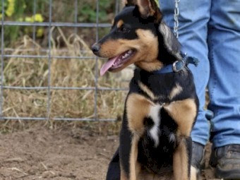 6 Month Old Female Kelpie Pup