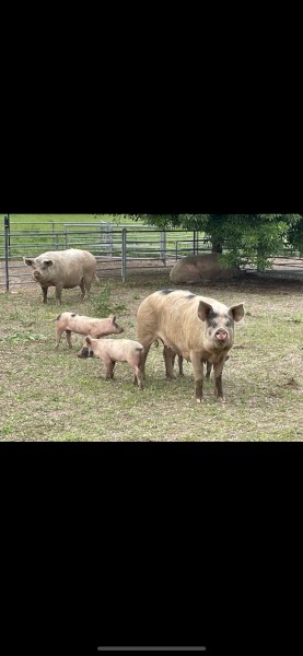 Mixed sows