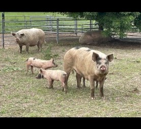 Mixed sows