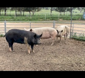 Mixed sows
