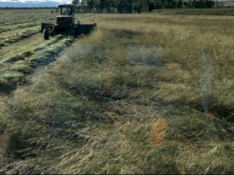 VNS Winter Active Tall Fescue