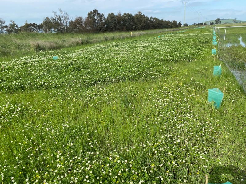 Agistment available from Dec, capacity approx 500 sheep or 50 cattle