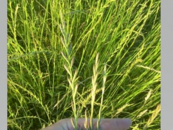 Agistment available from Dec, capacity approx 500 sheep or 50 cattle