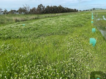 Agistment available from Dec, capacity approx 500 sheep or 50 cattle