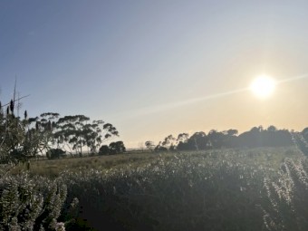 50 acres horse or Cattle Agistment