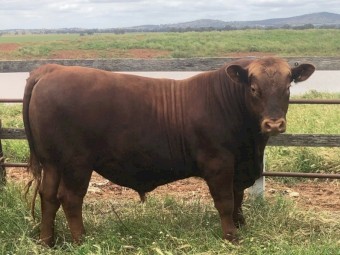 BULLS  RED  ANGUS