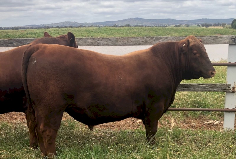 BULLS  RED  ANGUS