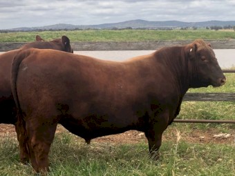 BULLS  RED  ANGUS