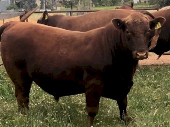 BULLS  RED  ANGUS