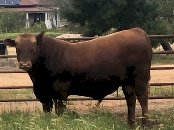 BULLS  RED  ANGUS