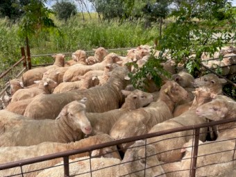 Merino Ewes with lambs at foot