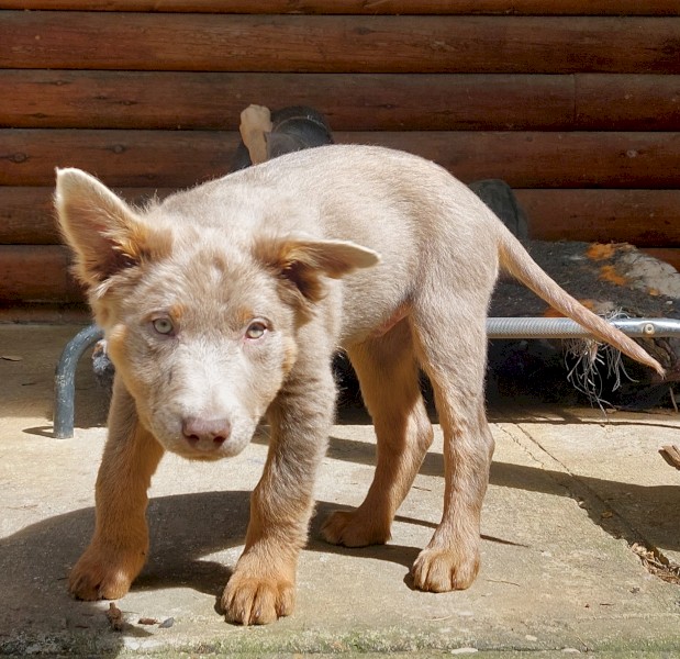 Fawn and Tan Australian Kelpie pup