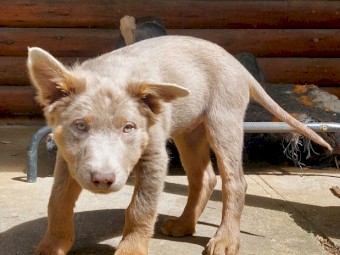 Fawn and Tan Australian Kelpie pup