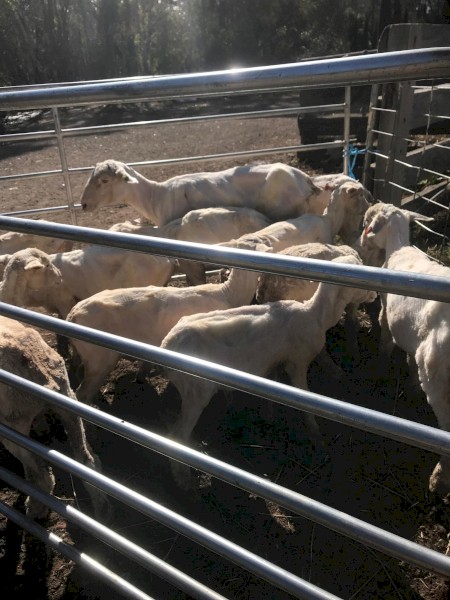 300 x Cross Bred Lambs