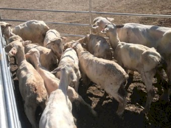 300 x Cross Bred Lambs