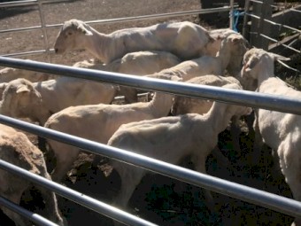 300 x Cross Bred Lambs