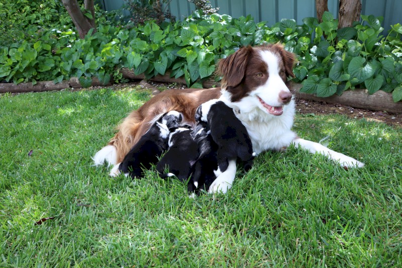 9 x Purebred black and white, Border Collie puppies