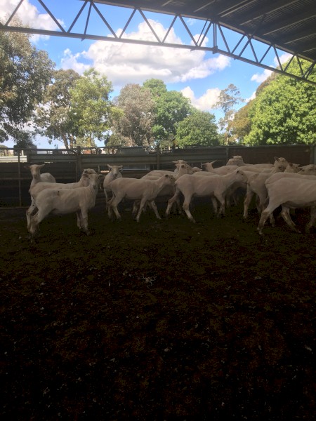 200 Shorn Composite Lambs